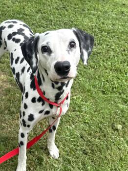 Rescue Dalmatian Dogs for Adoption in Mount Pleasant, South Carolina - Flash | PetCurious
