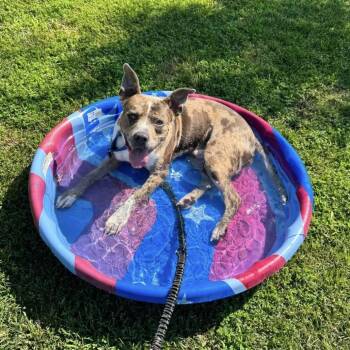 The Boulder -  Catahoula Leopard Dog and Mixed Breed Dog for Adoption in Emporia, Kansas - The Boulder | PetCurious