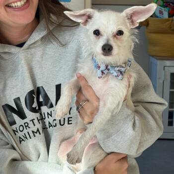 Timmy -  Terrier and Mixed Breed Dog for Adoption in Morristown, Vermont - Timmy | PetCurious