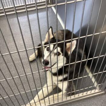 Sage -  Husky Dog for Adoption in Montgomery, Alabama - Sage | PetCurious
