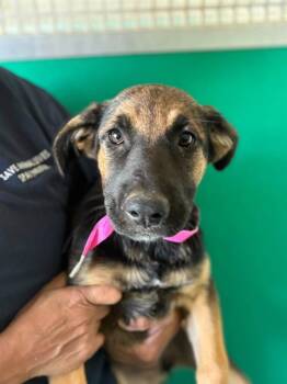 A256034 -  German Shepherd Dog and Mixed Breed Dog for Adoption in Visalia, California - A256034 | PetCurious