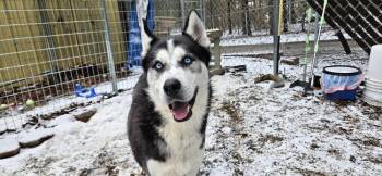 Husky Dogs Available for Adoption - Maddox | PetCurious
