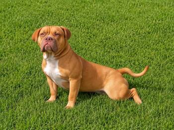 Beau -  American Bulldog Dog for Adoption in Orangeburg, South Carolina - Beau | PetCurious