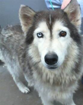 Rescue Alaskan Malamute and Mixed Breed Dogs for Adoption in Dallas, Texas - ROCKY | PetCurious