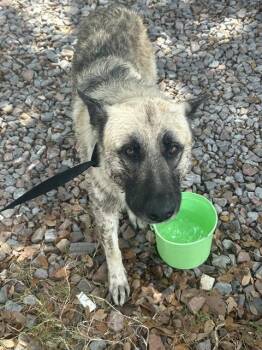 SARGE -  German Shepherd Dog and Mixed Breed Dog for Adoption in Palmetto, Florida - SARGE | PetCurious