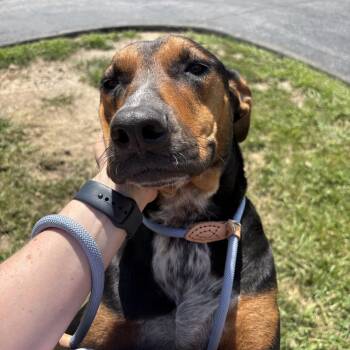 Kelly -  Black And Tan Coonhound Dog for Adoption in Saint Charles, Missouri - Kelly | PetCurious