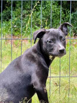 Rescue Pit Bull Terrier and Labrador Retriever Dogs for Adoption in Fosters, Alabama - ONYX | PetCurious