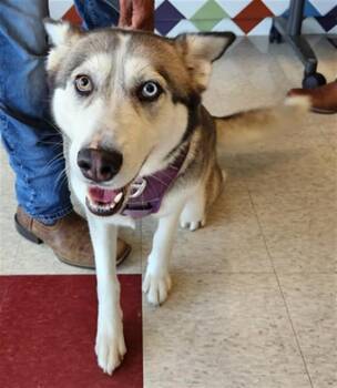 Siberian Husky Dogs Available for Adoption in Plano, Texas - Sky A216702 | PetCurious