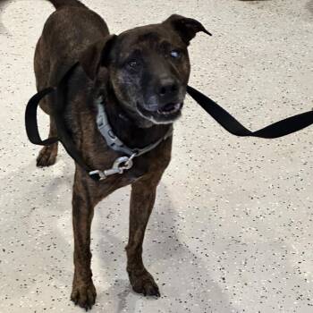 Apollo -  Mixed Breed Dog for Adoption in Port Charlotte, Florida - Apollo | PetCurious