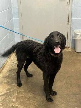 Lady Bug -  Labradoodle Dog for Adoption in Evansville, Indiana - Lady Bug | PetCurious