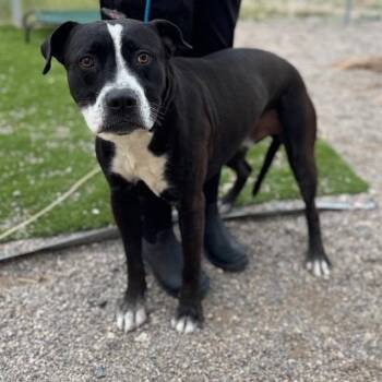 PJ (SQ 26-101) -  Boxer and Mixed Breed Dog for Adoption in Bullhead City, Arizona - PJ (SQ 26-101) | PetCurious