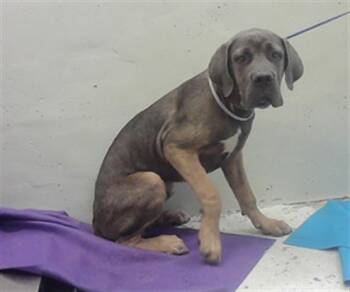 RANDY -  Mastiff and Mixed Breed Dog for Adoption in Houston, Texas - RANDY | PetCurious