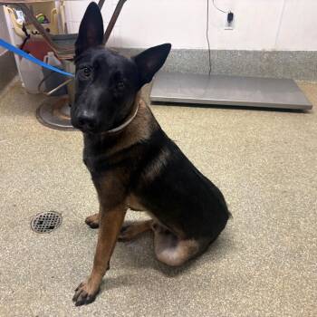 IVHS-Stray-141614 -  Belgian Shepherd Malinois Dog for Adoption in San Gabriel, California - IVHS-Stray-141614 | PetCurious