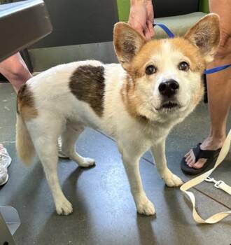 Ic11c  Borbuja -  Shepherd Dog Available for Adoption in Lawrenceville, Georgia - Ic11c  Borbuja | PetCurious