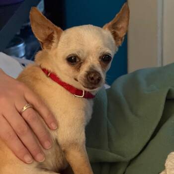 Wallaby -  Chihuahua Dog for Adoption in Kansas City, Missouri - Wallaby | PetCurious