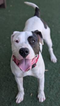 Pit Bull Terrier Dogs Available for Adoption in Sacramento, California - Mango | PetCurious