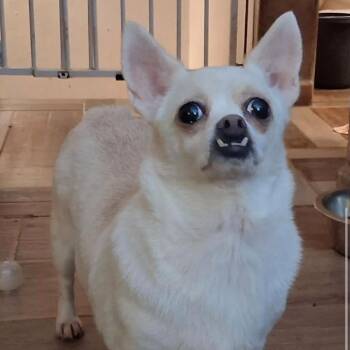 BLANCA -  Chihuahua Dog for Adoption in Graham, Washington - BLANCA | PetCurious