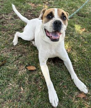 BRUNO -  American Bulldog Dog for Adoption in Bell Gardens, California - BRUNO | PetCurious