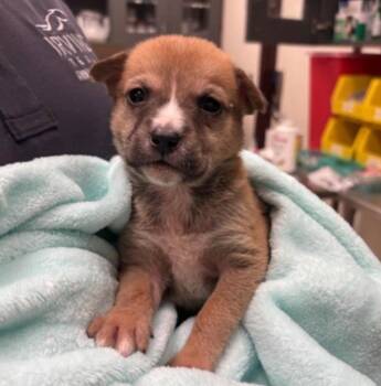 Ferngully -  Terrier Dog for Adoption in Bloomfield, Connecticut - Ferngully | PetCurious