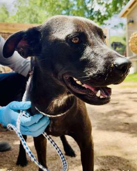 Rescue Mixed Breed Dogs for Adoption in Blacksburg, Virginia - Valerie | PetCurious