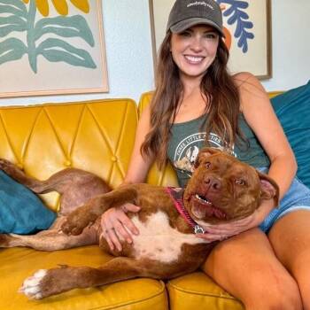 Prima Donna the Brindle Beauty Princess -  Pit Bull Terrier and American Bulldog Dog for Adoption in Friendswood, Texas - Prima Donna The Brindle Beauty Princess | PetCurious