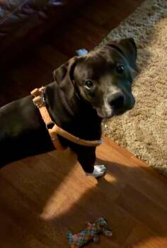 Zeus -  Boxer and Pit Bull Terrier Dog for Adoption in Holly Springs, North Carolina - Zeus | PetCurious