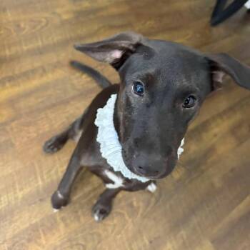 Nixie -  Retriever Dog for Adoption in Corpus Christi, Texas - Nixie | PetCurious