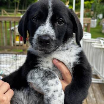 NY Lissy avail Jul 18 (Kent Farmers Market) -  Border Collie and Basset Hound Dog for Adoption in Eastford, Connecticut - NY Lissy Avail Jul 18 (Kent Farmers Market) | PetCurious