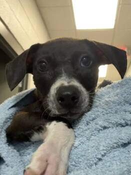 Izzy -  Mixed Breed Dog for Adoption in Henderson, North Carolina - Izzy | PetCurious
