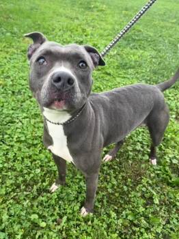 Rhonda -  Mixed Breed Dog for Adoption in Wooster, Ohio - Rhonda | PetCurious