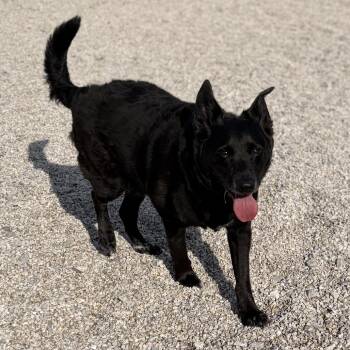Black Labrador Retriever and Mixed Breed Dogs Available for Adoption in St. Peters, Missouri - Gambino | PetCurious