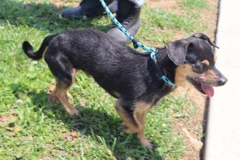 Bruno -  Chiweenie Dog for Adoption in Goshen, Kentucky - Bruno | PetCurious