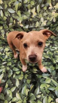 Pug and Dachshund Dogs Available for Adoption in Austin, Texas - Tiny MM | PetCurious