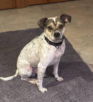 Deuce -  Mixed Breed Dog for Adoption in Highland, New York - Deuce | PetCurious