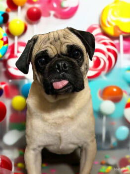 Rescue Pug Dogs for Adoption in Tucson, Arizona - Lollipop | PetCurious
