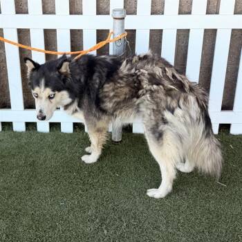 CARDIGAN -  Husky Dog for Adoption in Modesto, California - CARDIGAN | PetCurious