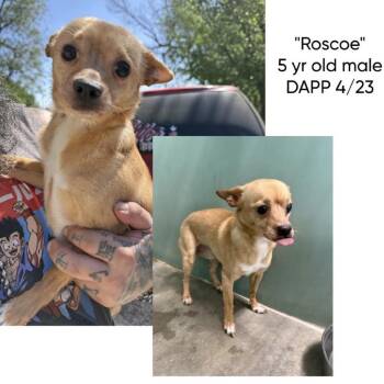 Chihuahua Dogs Available for Adoption in Spring Hill, Kansas - Hashbrown | PetCurious