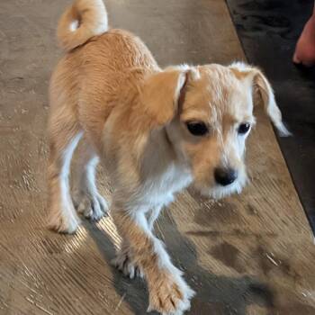 Clark -  Miniature Poodle and Cairn Terrier Dog for Adoption in Dallas, Texas - Clark | PetCurious
