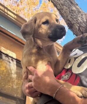 Rescue Mixed Breed Dogs for Adoption in Longmont, Colorado - Jackie | PetCurious