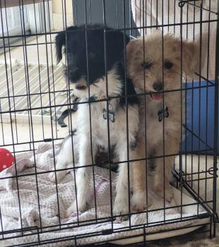 Elli -  Schnoodle Dog for Adoption in Boca Raton, Florida - Elli | PetCurious