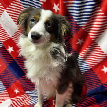 TEDDY (MINI -only 16 lbs) -  Australian Shepherd Dog for Adoption in Rossford, Ohio - TEDDY (MINI -only 16 Lbs) | PetCurious