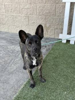 WEIRDO -  Pit Bull Terrier and Mixed Breed Dog for Adoption in Modesto, California - WEIRDO | PetCurious