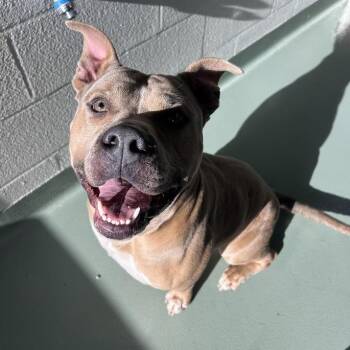 Pit Bull Terrier Dogs Available for Adoption in Lyndhurst, Virginia - Jax | PetCurious