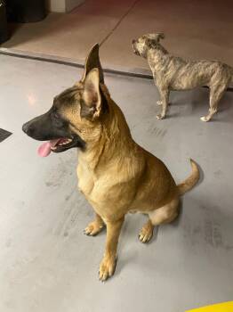 ROCKY -  Belgian Shepherd Malinois and Shepherd Dog for Adoption in Chandler, Arizona - ROCKY | PetCurious