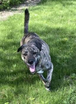 Dutch Shepherd and Labrador Retriever Dogs Available for Adoption - JAGER | PetCurious