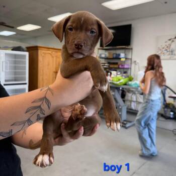 Boy 1 -  Pit Bull Terrier Dog for Adoption in Phoenix, Arizona - Boy 1 | PetCurious