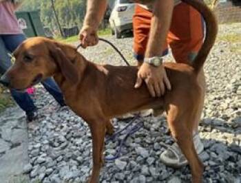 Rescue Redbone Coonhound Dogs for Adoption in Cowen, West Virginia - SCOOBY | PetCurious