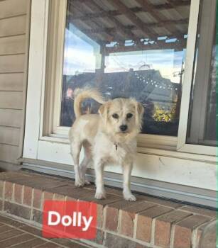 Terrier and Maltese Dogs Available for Adoption - Dolly | PetCurious