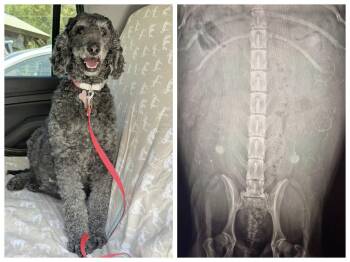 Freya (NOT AVAILABLE) -  Standard Poodle Dog for Adoption in Benton, Louisiana - Freya (NOT AVAILABLE) | PetCurious