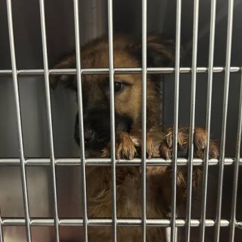 ROSS -  German Shepherd Dog Dog for Adoption in Greensboro, North Carolina - ROSS | PetCurious